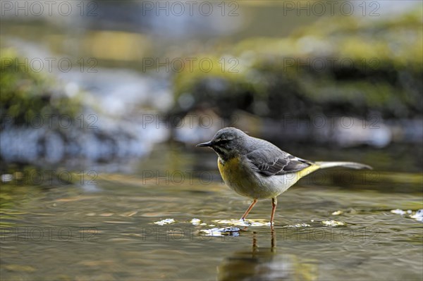 Grey Wagtail