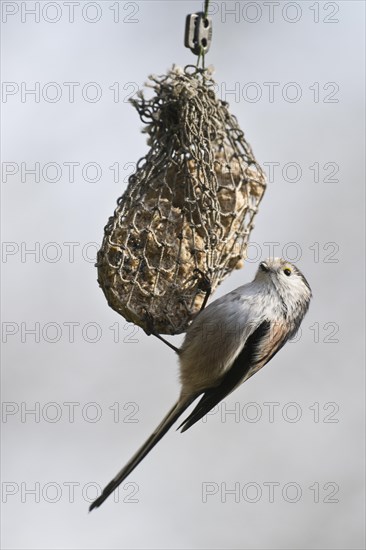 Long-tailed tit