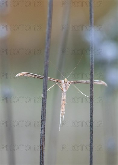 Plume moth