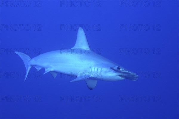 Scalloped hammerhead