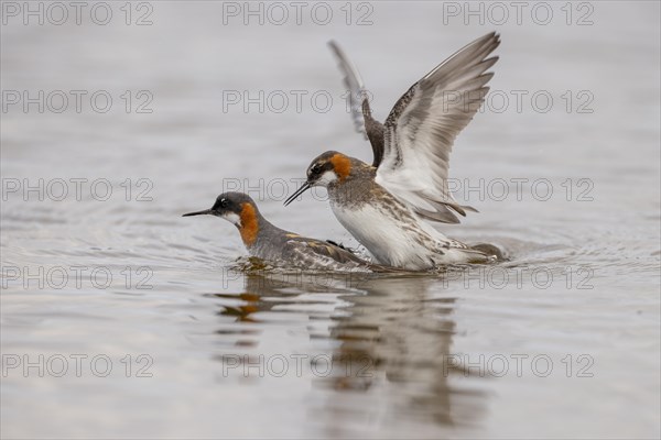 Red-necked phalarope