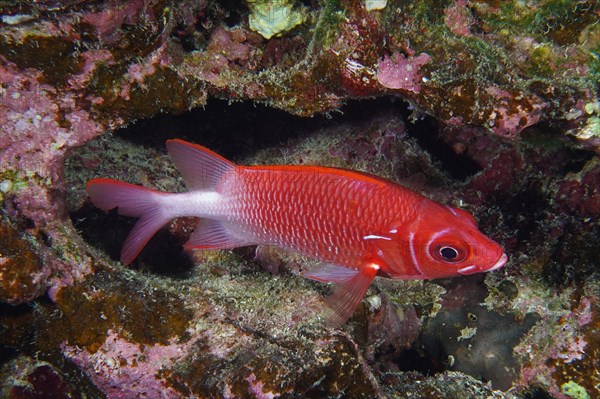 Silverspot squirrelfish