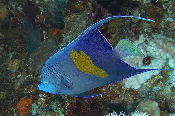 Halfmoon angelfish