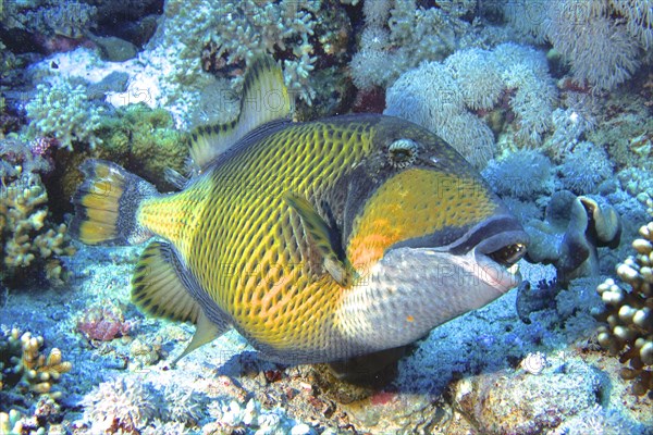 Titan triggerfish