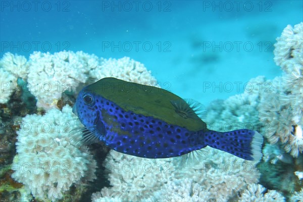 Bluetail trunkfish