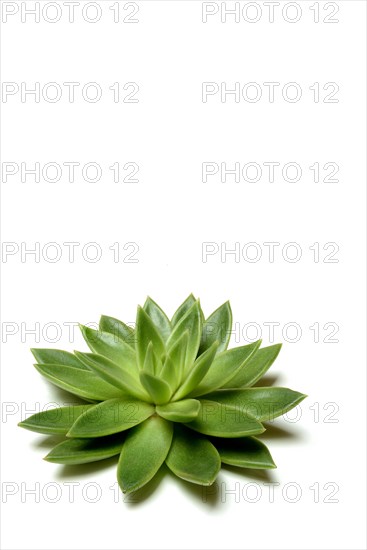 Leaf rosette of an echeveria