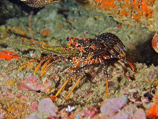 Guinea chick crayfish