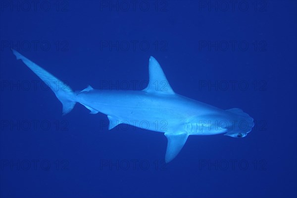 Scalloped hammerhead