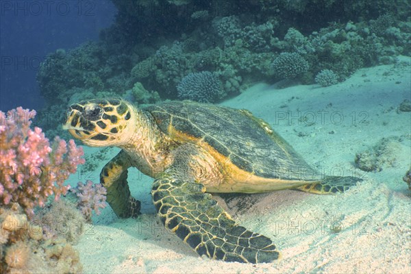 Hawksbill sea turtle