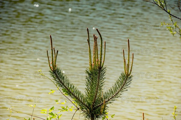 Part of a green pine tree in view in summer