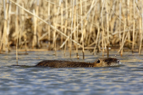 Nutria