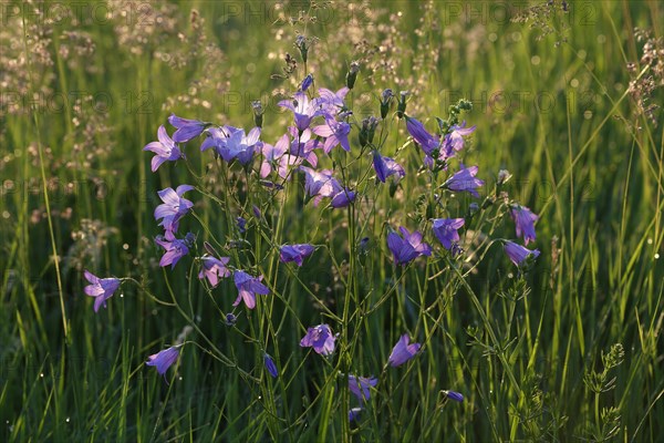 Spreading bellflower