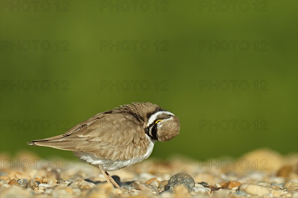 Little Ringed Plover