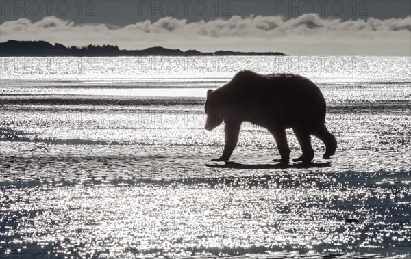 A brown bear