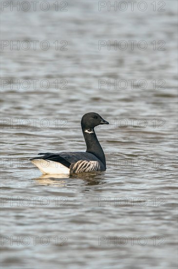 Brent Goose