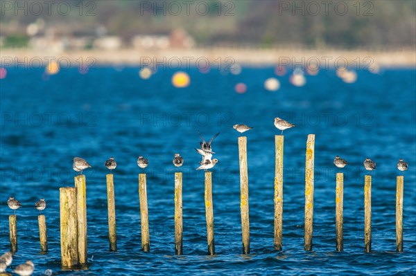 Grey Plover