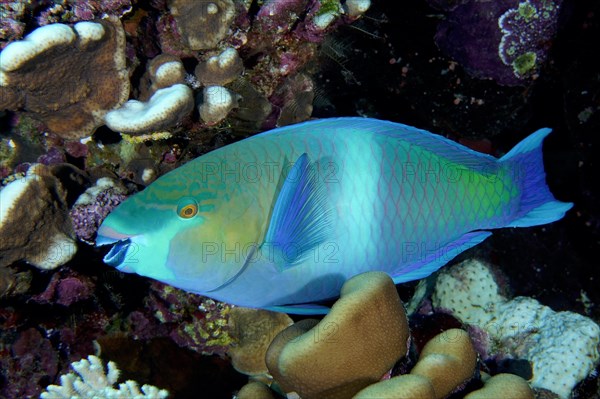 Rusty parrotfish