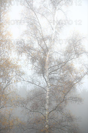 Single birch