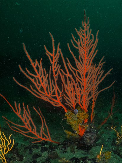 Red palmate sea fan