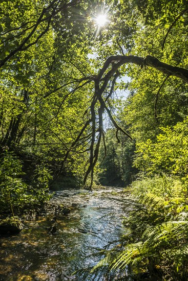 Schwarzaschlucht