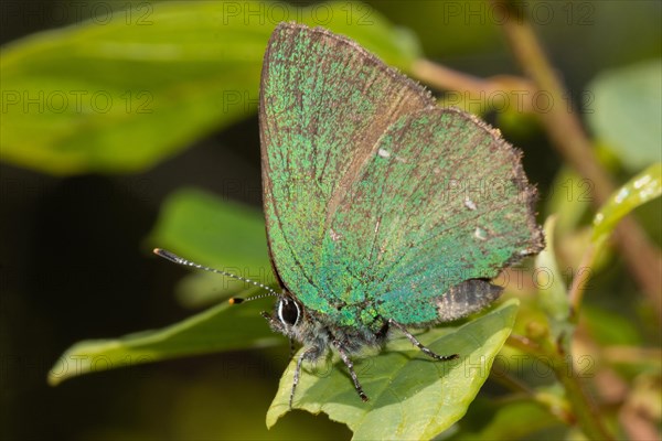 Green Fritillary