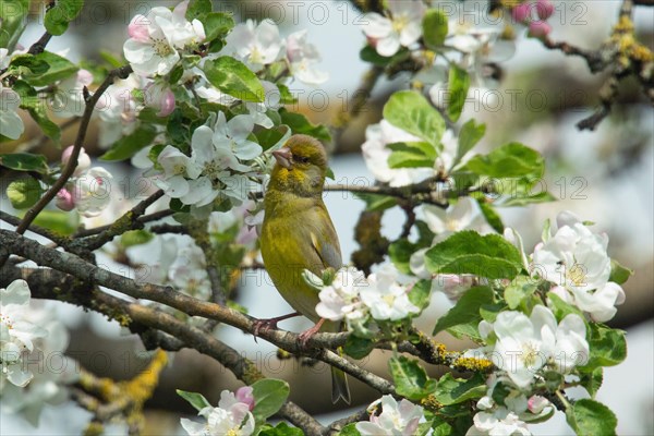 Greenfinch sitting on branch between green leaves and white opened flowers left looking