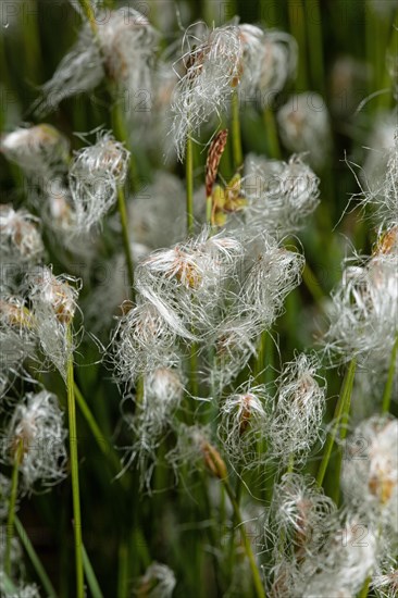 Sheath grass a few open white flowers next to each other