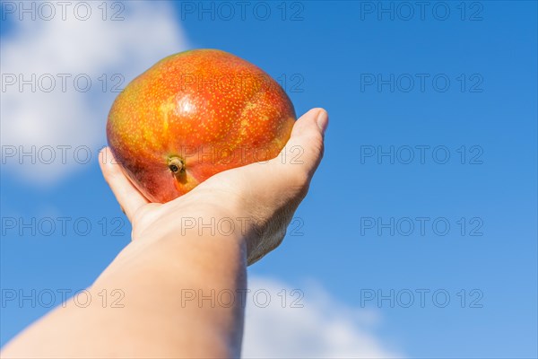 Womans hands holding a mango with a cloudy sky in the background