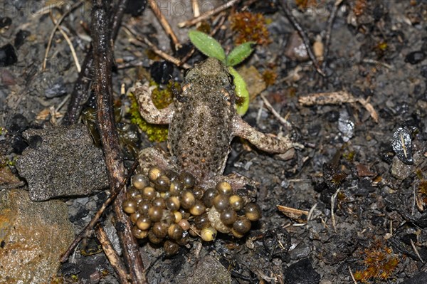 Common midwife toad