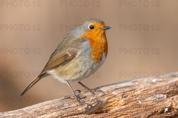 European robin