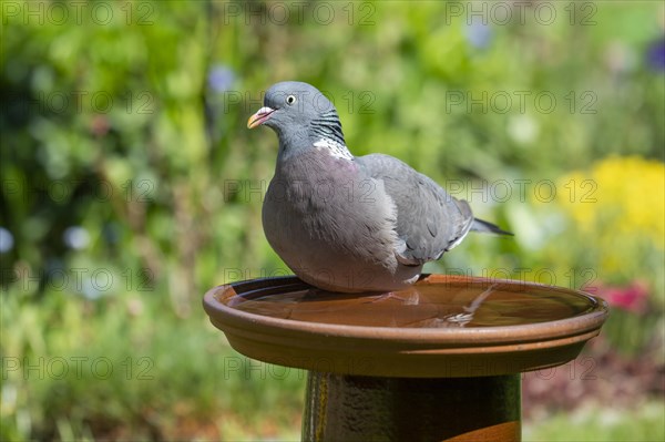 Common wood pigeon