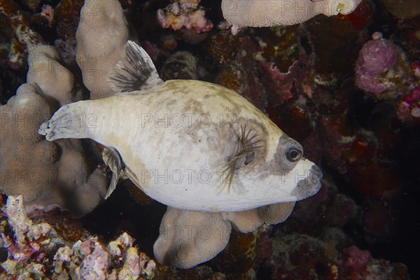 Masked puffer