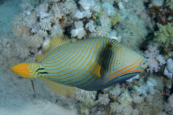 Orange-lined triggerfish