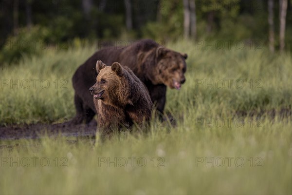 Brown bear