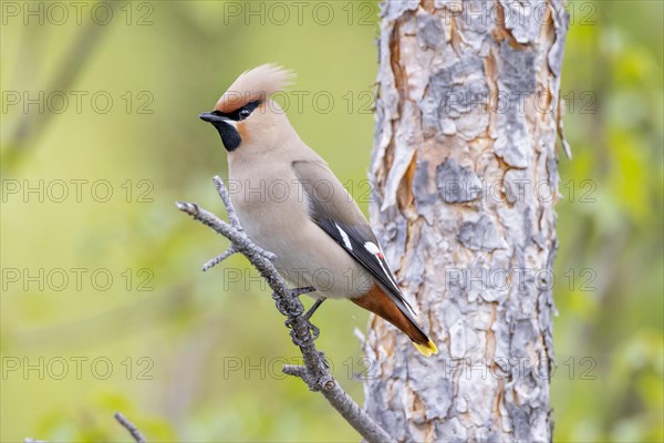 Bohemian waxwing