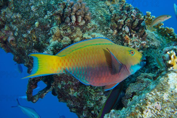 Female green-rumped parrotfish