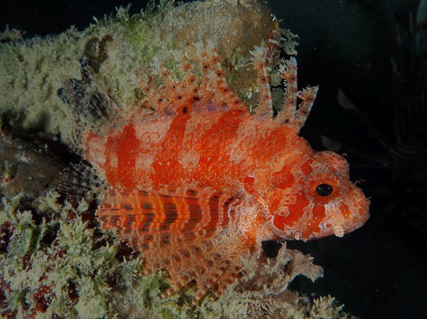 Red Sea Dwarf Lionfish