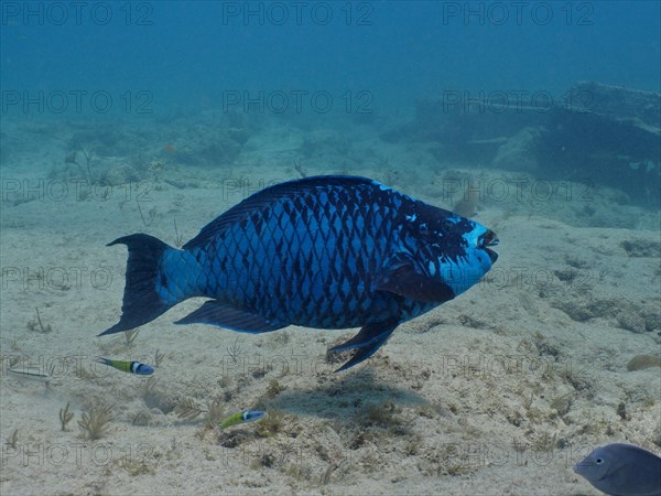 Midnight parrotfish