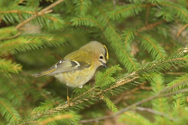 Winter Goldcrest