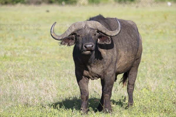 Cape buffalo