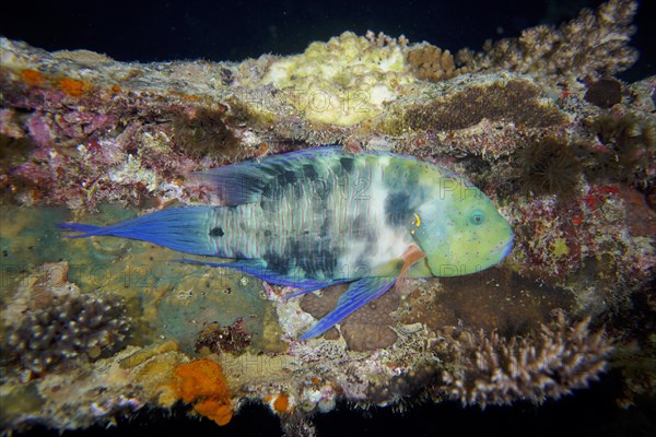 Broomtail wrasse