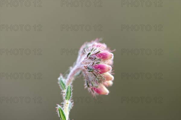 Cross-leaved heath