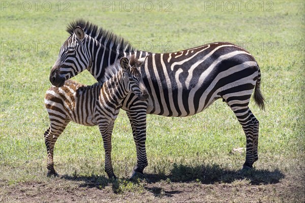 Plains zebra