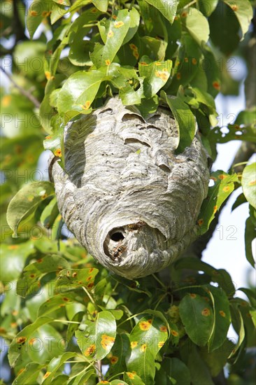 Medium wasp or small hornet