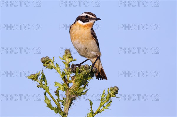 Whinchat