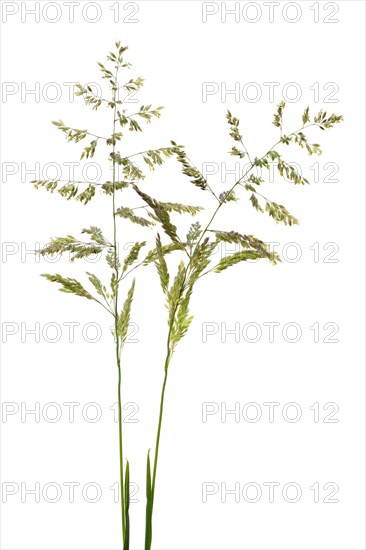 Rough meadow-grass