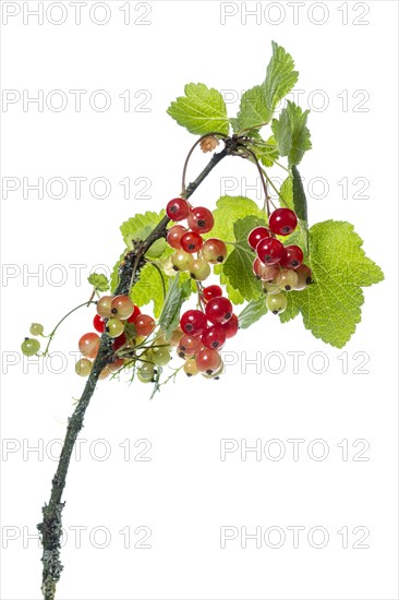 Redcurrant