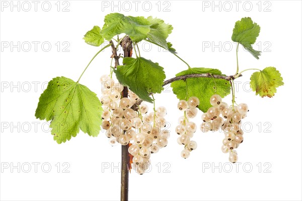 White redcurrant