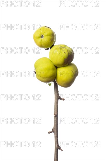 Ornamental quince