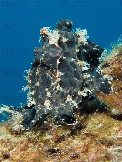 Giant frogfish